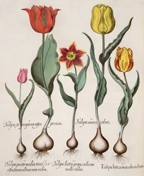 Tulips, from the Hortus Eystettensis by Basil Besler, pub. 1613