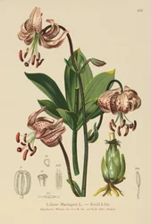 Turks Cap Lily
