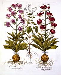 Turks Cap Lily and Enchanters Nightshade, from Hortus Eystettensis