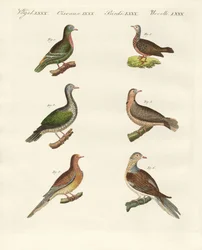Turtle doves