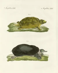 Turtles of Fresh Waters
