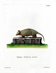 Twelve-banded Armadillo