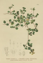 Twinflower