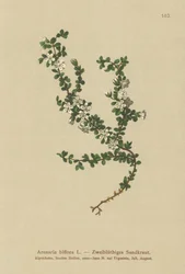 Two-flowered Sandwort