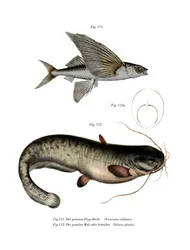 Two-winged Flyingfish