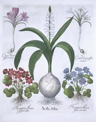 Two Crocuses, two Hepatica, and a Scilla, from Hortus Eystettensis by Basil Besler, pub. 1613