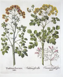 Two Kinds of Meadow Rue and Fumewort, from Hortus Eystettensis