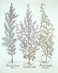 Variations of Wormwood, from Hortus Eystettensis