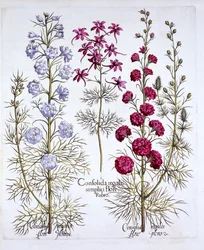 Varieties of Larkspur, from Hortus Eystettensis