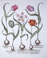 Varieties of Tulip, from Hortus Eystettensis