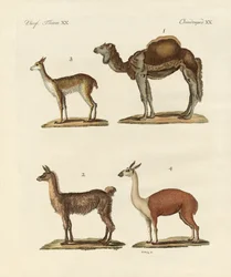 Various Camels