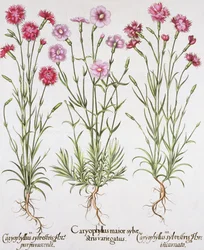 Various varieties of Dianthus, from the Hortus Eystettensis by Basil Besler, pub. 1613