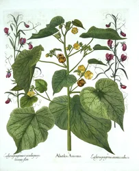 Velvetleaf and Sweet Peas, from Hortus Eystettensis