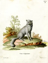 Virginian Fox