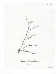 Wapiti Antlers