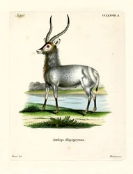 Waterbuck