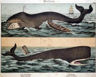 Whale, in Natural History of Mammals, ed. Schreiber, Munich