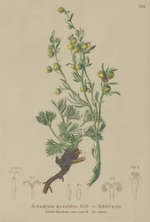 White Genepi
