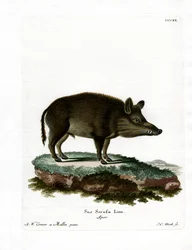 Wild Boar