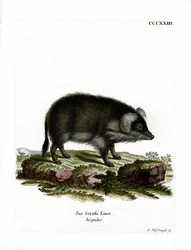 Wild Boar