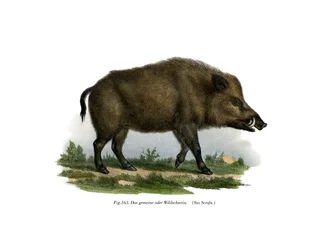 Wild Boar