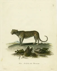 Wild Cat
