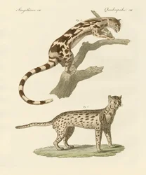 Wild Animals