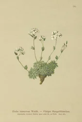 Woolly Whitlow-grass