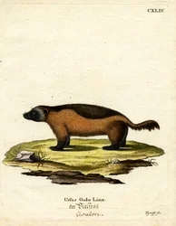 Wolverine