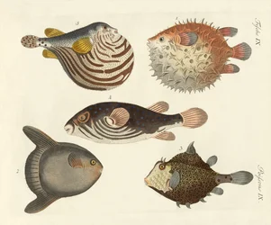 Wonderful Fish