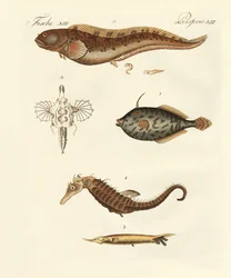 Wonderful Fish