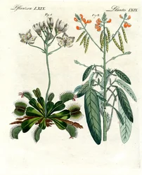 Wonderful Plants