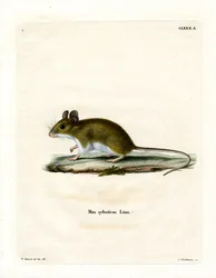 Wood Mouse