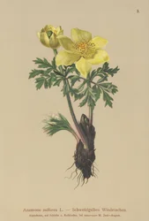 Yellow Anemone (Anemone sulfurea, Anemone sulphurea, Pulsatilla alpina)