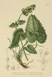 Yellow Betony