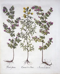 Yellow Rest-Harrow, Pink Rest-Harrow and Pink Thorny Rest-Harrow, from Hortus Eystettensis, by Basil Besler, pub. 1613 (hand-coloured engraving)