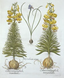 Yellow Turkscap Lily with Bulb and Dwarf Blue-Eyed Grass, from Hortus Eystettensis