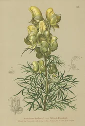 Yellow Monkshood