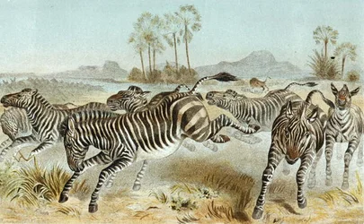 Zebra, Plate from 