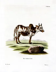 Zebu