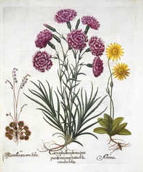 Carnation, Dianthus, Arnica & Round Leaved Sundew, from Hortus Eystettensis
