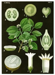 Strychnine Tree
