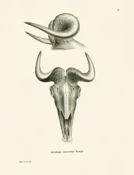 Takin Skull