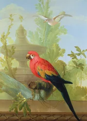 A Macaw and a Dove in an ornamental Garden, 1772