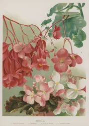 Begonias