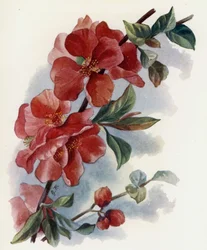 Cydonia Japonica v Cardinalis