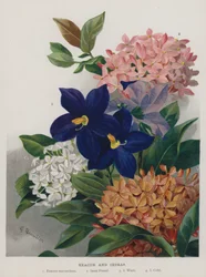 Exacum and Ixoras