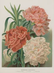 Malmaison Carnations