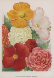 Seedling Tuberous Rooted Begonias