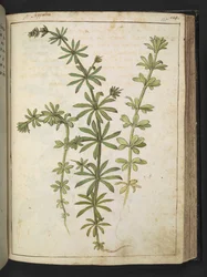 A plant with green leaves, from 